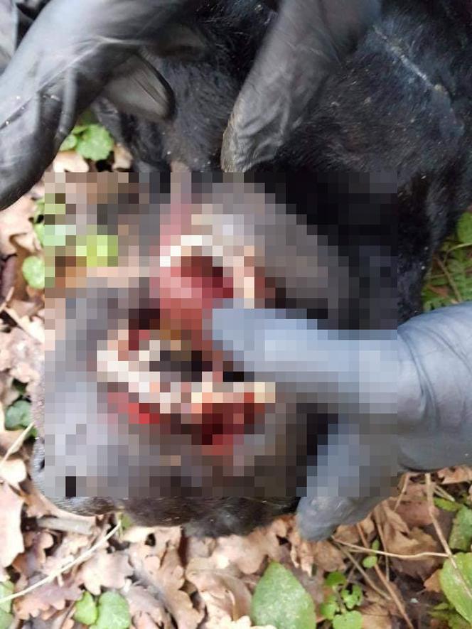 Marian F. zmasakrował labradora. "Rozpaczliwe wycie, trzask łamanych kości"