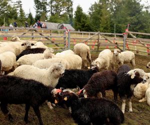 V Dzień Pasterski na Hali Skrzyczeńskiej w Szczyrku
