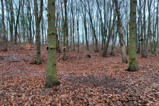 Park Zacisze