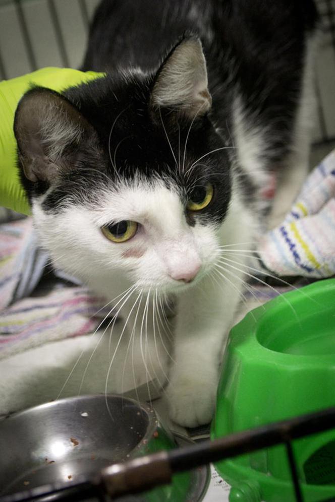 Koty czekają na adopcję