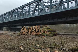Toruń: Dlaczego wycięto tyle drzew przy remontowanym moście?! To są chwasty [Zdjęcia]