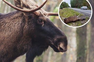 Łosie padają martwe w Parku Kampinoskim. Jaki jest powód? 