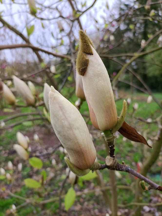 Piękne magnolie pod Poznaniem