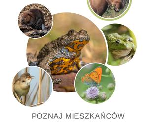 Żabie Uroczysko w Iławie