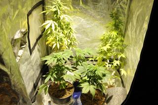 Uprawiał marihuanę w szafie