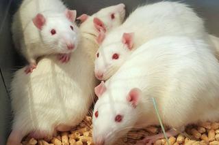 Uratowane zwierzęta