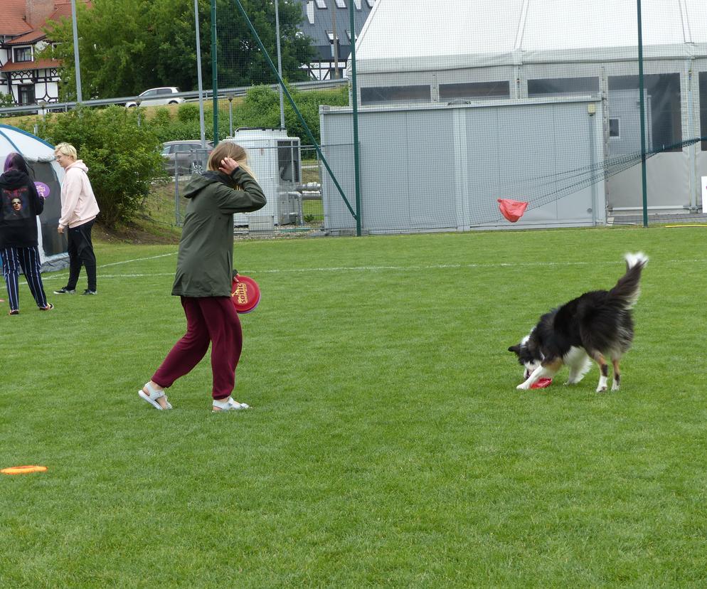 dog frisbee w Iławie