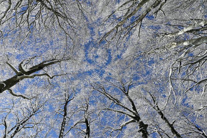 To jeszcze nie wiosna! Do Trójmiasta wrócą mrozy [PROGNOZA POGODY]