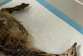 Struś ze złamaną nogą