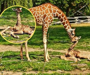 Cud narodzin w chorzowskim zoo. Mała żyrafa już stawia pierwsze kroki!