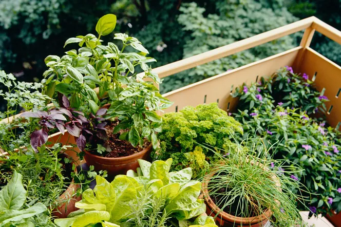 Zioła na balkonie: sadzenie, uprawa, pielęgnacja ziół na balkonie