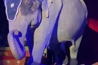 Polski kardynał w cyrku. Szokujące sceny