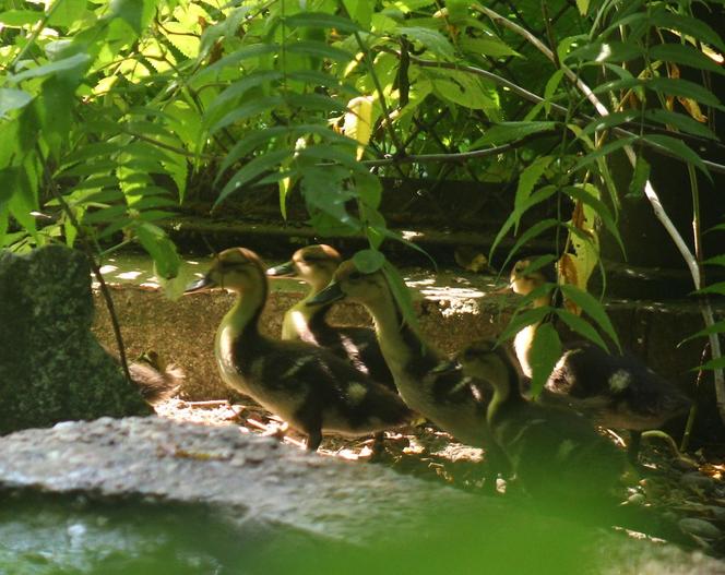 Niesamowite narodziny w warszawskim ZOO. Ten gatunek kaczki znika ze świata 