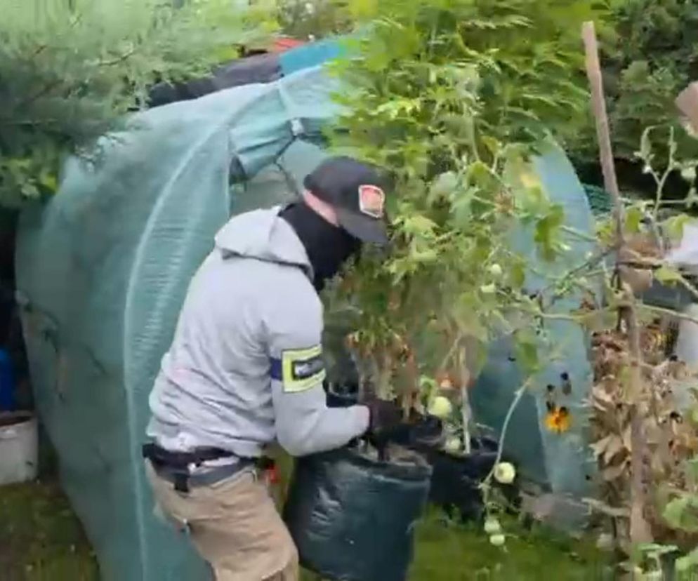 Działkowiec z Piaseczna obok pomidorów sadził marihuanę. Plantacja w rękach policji