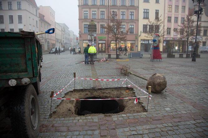 Sadzą drzewa na Rynku Nowomiejskim w Toruniu