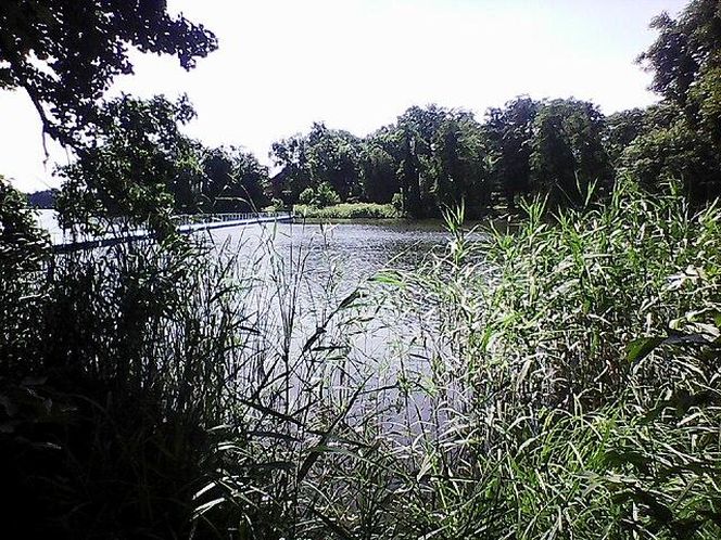  Jezioro Raczyńskie (Zaniemyśl)