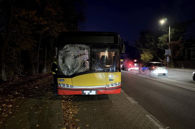 Wiązowna. Zderzenie autobusu z sarną 