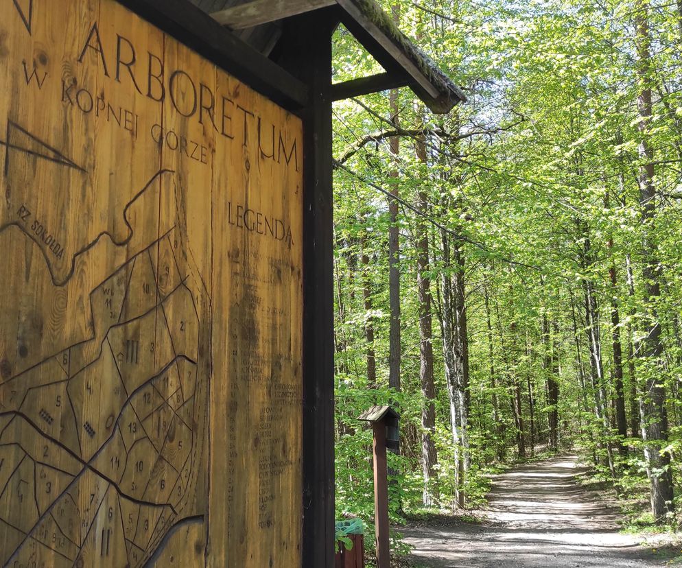 Arboretum w Kopnej Górze. Puszcza w pigułce