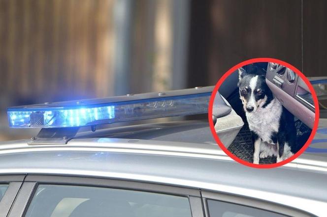 Żory: Świadek uratował wycieńczonego psa. Właściciel zamknął go w samochodzie