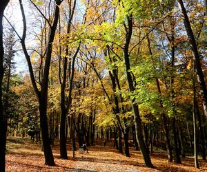 Park Miejski, Starachowice