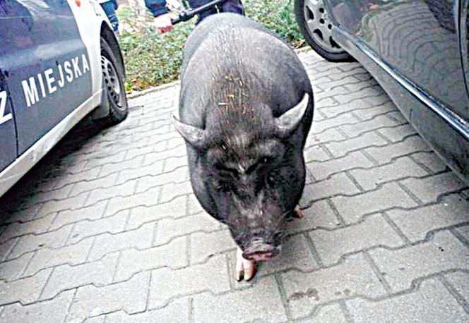 Pościg za świnką recydywistką