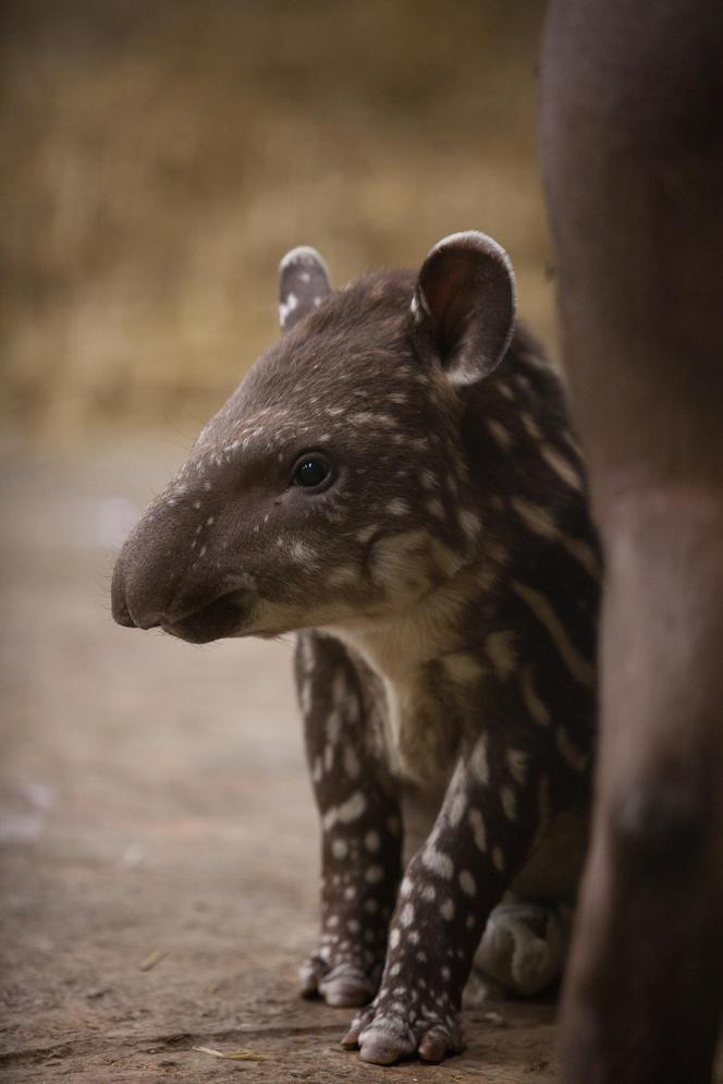 Mały Tapir przyszedł na świat w Łódzkim ZOO
