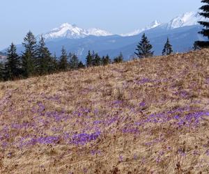 Witów, Tatry