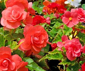 Begonia bulwiasta