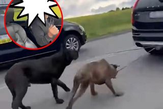 Szok w powiecie pszczyńskim. Mężczyzna ciągnął psy za samochodem. Mamy bulwersujące nagranie