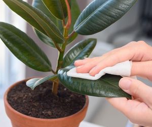 Jak czyścić liście roślin doniczkowych?