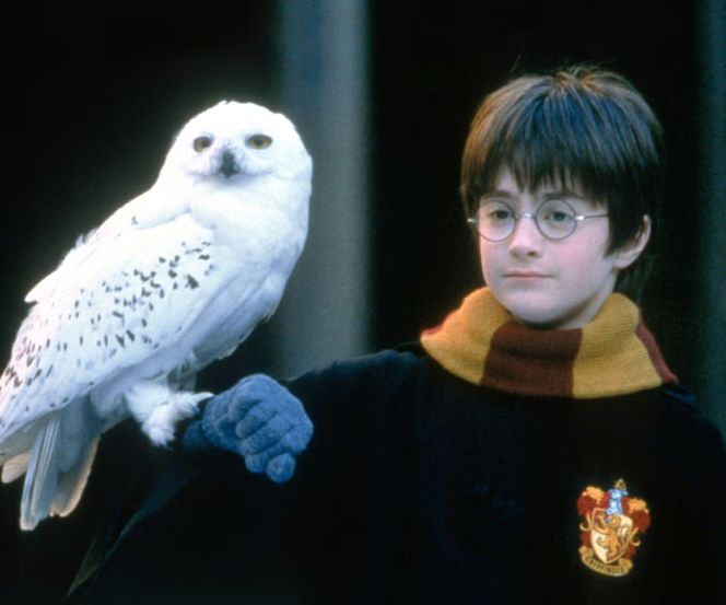 Serialowy "Harry Potter" bardziej spodoba się fanom książek?