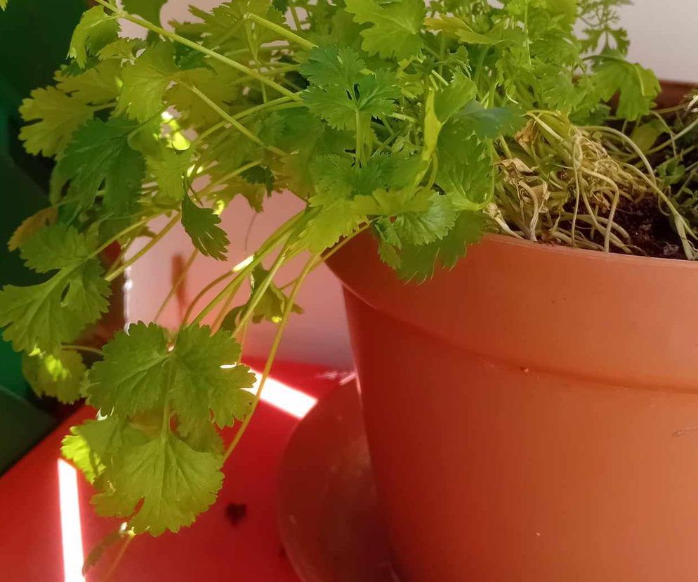 To nie pietruszka, chociaż bywa z nią mylona. Przyjaciółka jelit i nerek dla miłośników orientalnych smaków