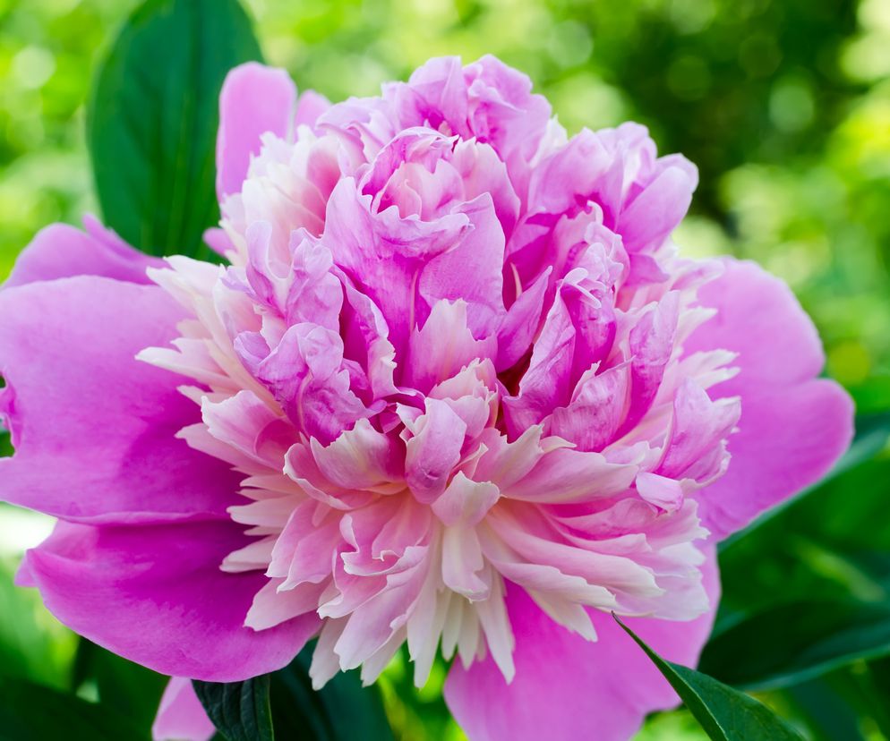 Piwonia lekarska (paeonia officinalis) – właściwości i zastosowanie