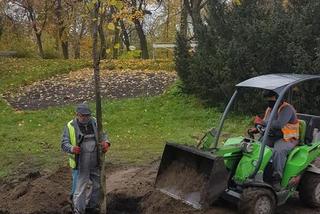 W Toruniu pojawiły się nowe drzewa i krzewy. Nasadzenia w rejonie placu Rapackiego