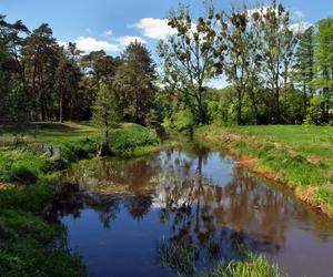 KAMPINOSKI PARK NARODOWY