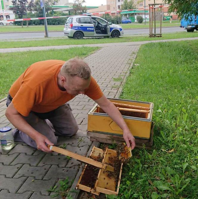 Groza na Ostrobramskiej. Na chodniku leżał ogromny rój pszczół