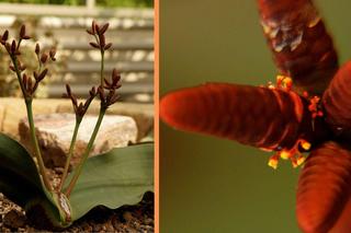 Najbrzydsza roślina świata zakwitła we Wrocławiu. Welwiczja przedziwna jest podobna do ośmiornicy
