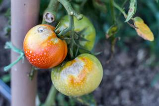 Miedzian na pomidory - kiedy pryskać pomidory miedzianem? Ile miedzianu na pomidory?