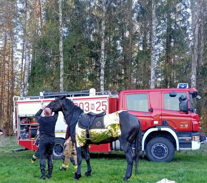 Koń utknął w bagnie. Dramatyczna akcja strażaków