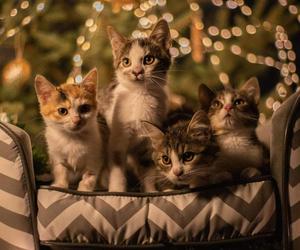 Świąteczne koty do Adopcji