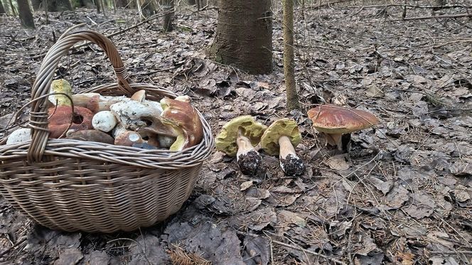 Wysyp grzybów w woj. świętokrzyskim. „Rosną jak na drożdżach”