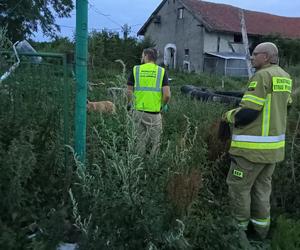 Farma grozy pod Lidzbarkiem. „Z miłości do zwierząt zgotowali im piekło”