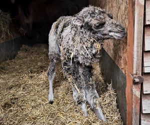 Ach wiosna! W chorzowskim zoo urodził się wielbłąd Franek