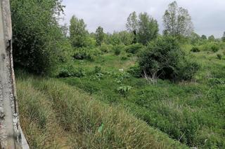  Barszcz Sosnowskiego we wrocławskich parkach. Mieszkańcy alarmują