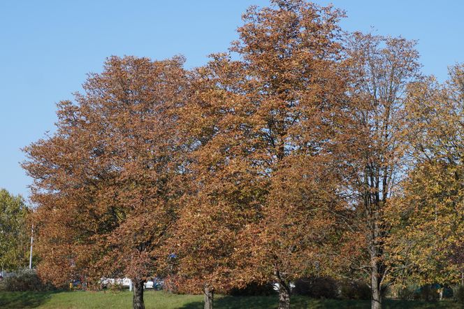 Park im. św. Jana Pawła II w jesiennych barwach