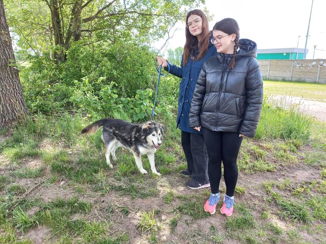 „Wszystkie psiaki nasze są” w schronisku w Henrykowie koło Leszna