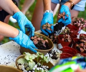 Wielki piknik kwietny – finał 40. edycji konkursu „Warszawa w kwiatach”