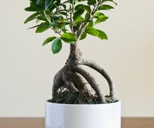 Ficus microcarpa 'Ginseng'