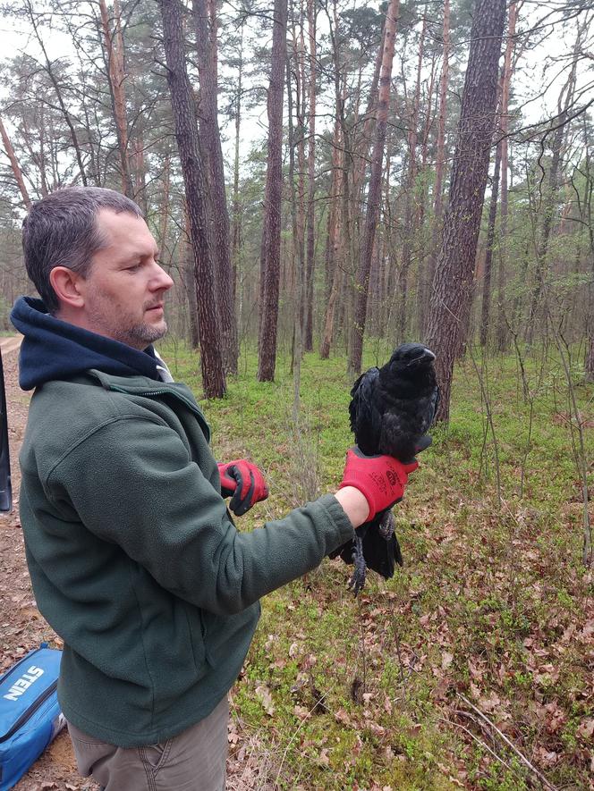 Dr Adam Olszewski, zoolog z Kampinoskiego parku Narodowego