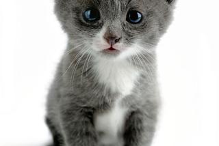 Światowy Dzień Kota